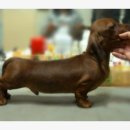 쿠어츠바인에 이미지