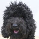 아델 동물병원 이미지