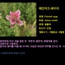 페이티드