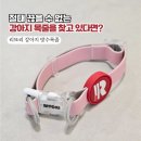 혜성라이프 | [강아지 목줄 추천] 물놀이 필수템! 리또리 방수목줄 솔직 사용 후기 (소형견 착용 느낌까지)