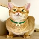 마이펫하우스 이미지