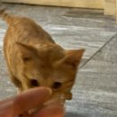 나트랑 더아남 리조트, 조식 부터 부대시설 후기(골프, 테니스장)