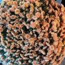 본동카페 이미지