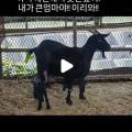 오성흑염소농장 이미지