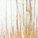 유기택「나무」 이미지