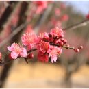 2025 섬 홍매화축제 이미지