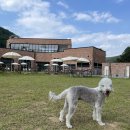 현풍서로 | 대구 애견카페 10곳 비교 반려견과 봄 여행지 선택 포인트 TOP 비