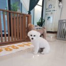 도로롱펫 이미지