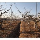 다감농원 이미지