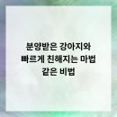 광주 강아지분양 고양이분양 어반펫 광주본점 | 분양받은 강아지와 빠르게 친해지는 마법 같은 비법