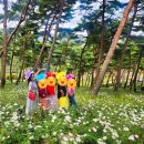 가을꽃 구경 정읍 구절초 축제 개화 시기 및 실시간 이용 후기