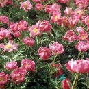 압화공예 이미지