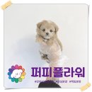 강아지분양 애견분양 퍼피플라워 중랑점 이미지