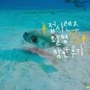 겨울 오키나와 펀다이빙 현지 업체 케라마제도 AOI 접사렌즈 촬영 망함