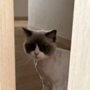 뷰티몽냥 이미지