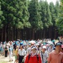 숲속으로 이미지