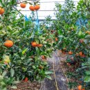 정낭 민박 이미지