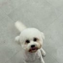 이뻐질개 애견미용실 | 예쁨과 청결을 동시에! 이뻐질개의 특별한 케어