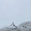 (구)세무서_앞_CCTV1 | 제주 눈꽃 드라이브코스 한라산 1100도로 실시간 cctv