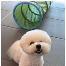 B&B(바비브라운 비숑프리제) | 바비브라운 비숑프리제 울산 애견유치원 첫 방문 후기 🐶💛