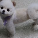 별빛동물병원 이미지