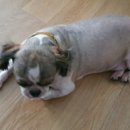 빠박이 애견미용 이미지