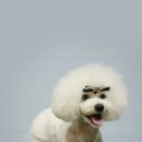 포포펫살롱 이미지