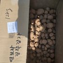 (실습)토종채소 가드닝 | [전남●나주]광주토종학교 7기 2강/봄농사의 꽃 토종감자심기/마늘.양파밭 김매기/2026.3.29(일)