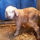 슈퍼염소농장 이미지