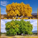 반계1리마을회관 | 반계리 은행나무