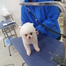 김성균애견미용학원 이미지