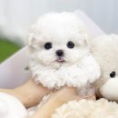 하나애견샵 이미지