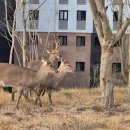 강남사슴농장 이미지