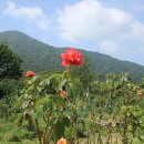 청도군-20 이미지