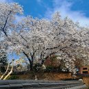 하회마을 벚꽃 만개 이미지