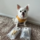 테이스팅독 이미지