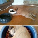 강아지천국 이미지