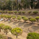 신기수목장 이미지