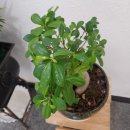 새한교회(내) 이미지