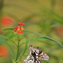 나비사랑 이미지