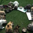 고양이 기숙사 이미지