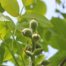 호두나무 이미지