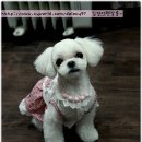 쁘띠 펫 살롱 이미지