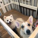 댕댕놀이터 아라점 | 인천 애견동반식당 [개떼놀이터] 나가자 댕댕아