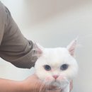 고양이 이발관 이미지