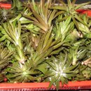 보리수하 이미지