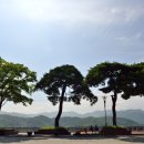 소나무풍경 이미지