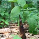 bamboo shoot 이미지