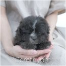 천안 강아지분양 도로시펫 이미지