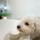 삼성애견 이미지